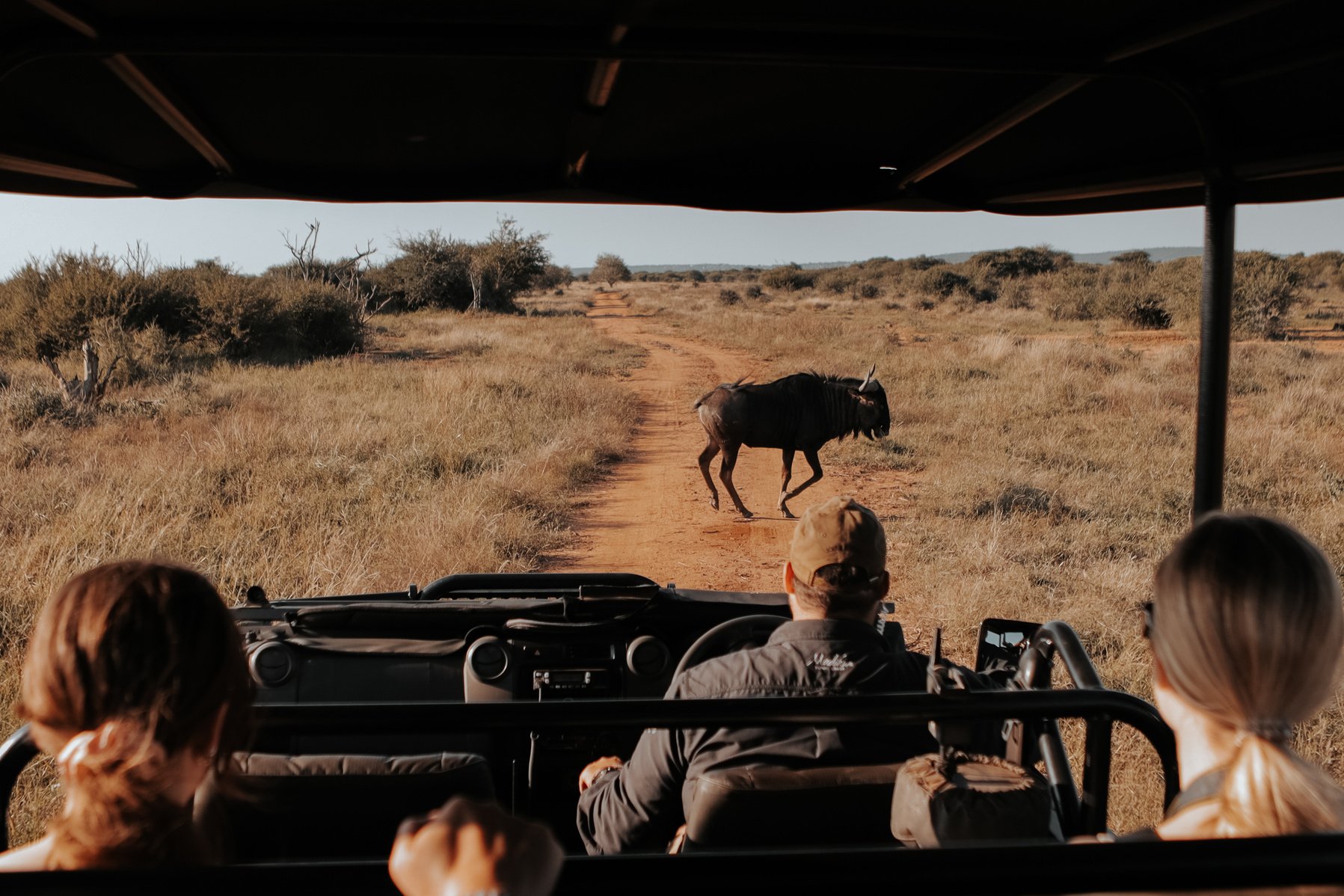 African Safari to See the Big 5