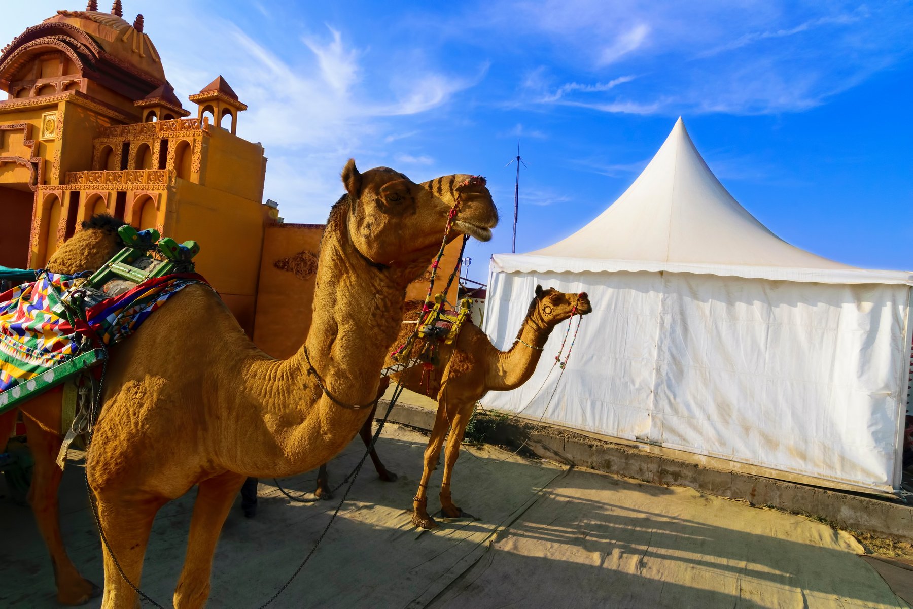 Camel ride at great Rann of Kutch (Rann Utsav), Gujarat